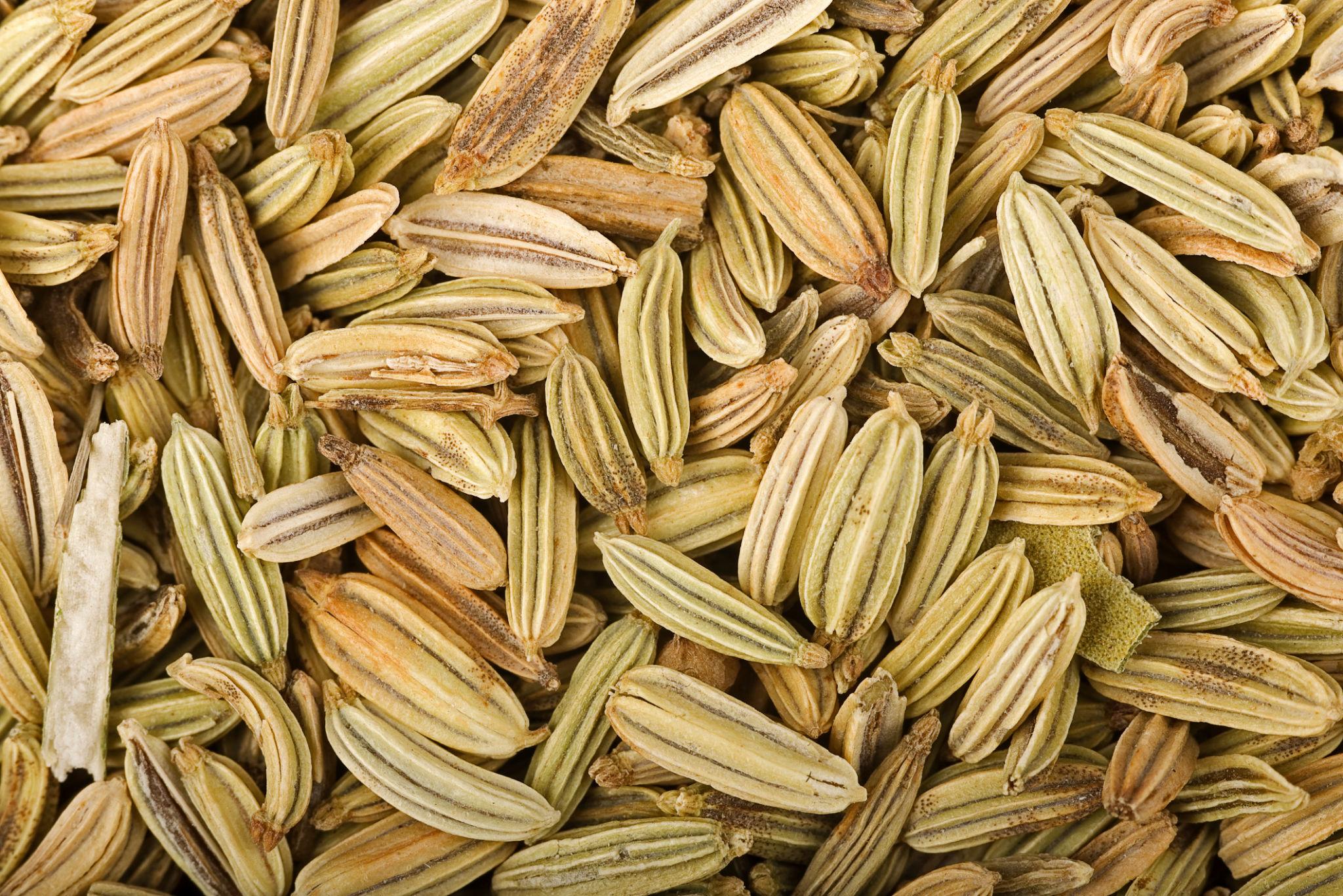 Fenchelsamen (Foeniculum vulgare)